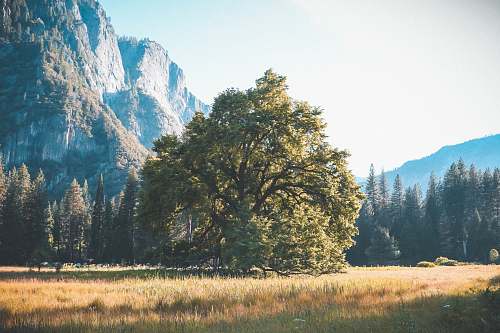 plant green trees beside rocky mountain during daytime abies