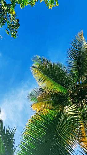 arecaceae green trees during day palm tree