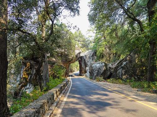 plant grey road pass under a stone cave with green trees landscape photography road