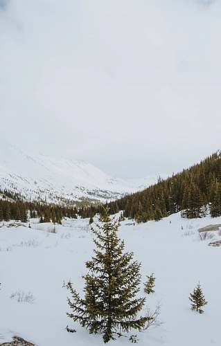 plant high-angle photography of tree on snow fir