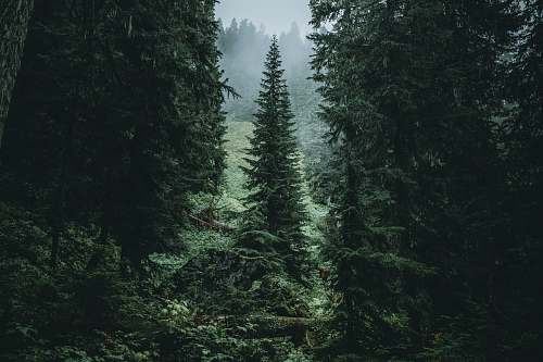 abies landscape photography of trees in forest conifer