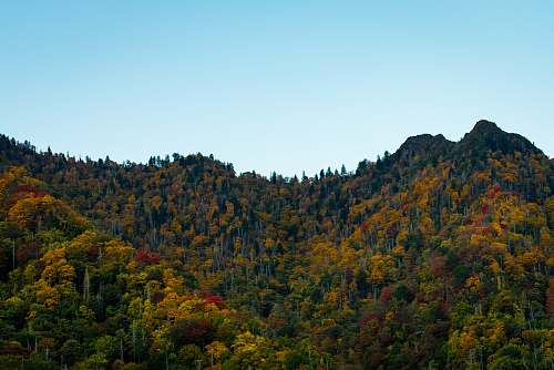 forest mountains under blue sky blue