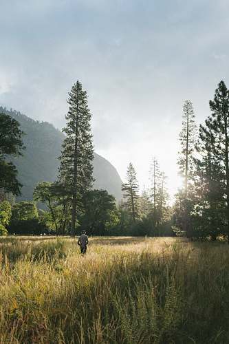 field person walking in the grasses forest