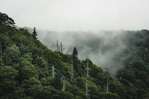 outdoors photo of green forest during daytime forest