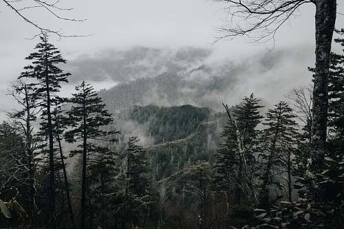 grey photo of green mountains with fog forest