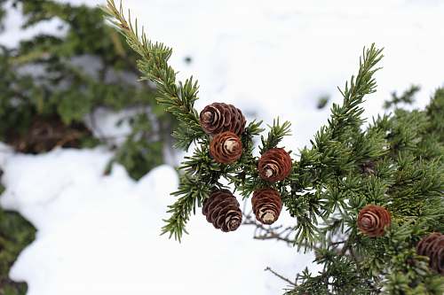 flora pine cones on pine tree conifer
