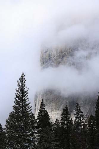 fog pine trees under clouds near rock mountains yosemite national park