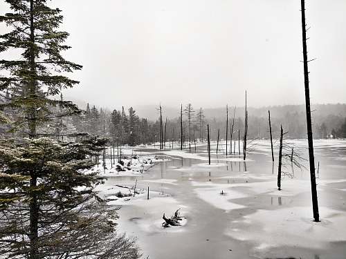 plant poles on body of water during daytime abies