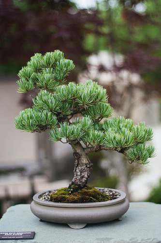 plant shallow focus photo of bonsai plants jar
