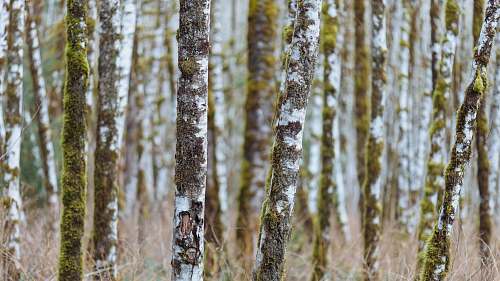 birch shallow focus photography of brown tree trunks flora