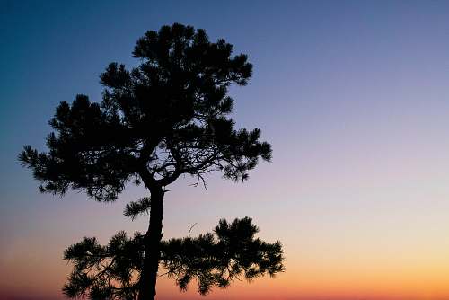 sunrise silhouette of forest tree sunset