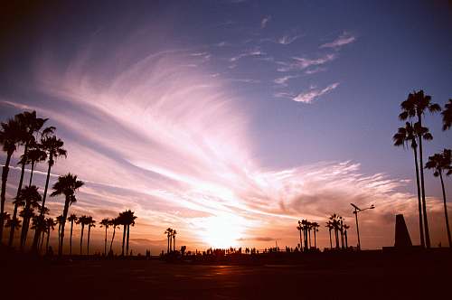arecaceae silhouette of trees during sunset flora