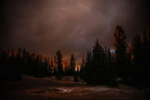 forest silhouette photography of forest night