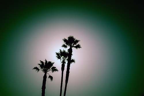 flora silhoutte of treeh palm trees plant