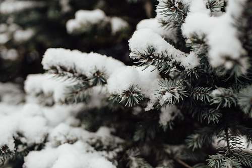 conifer snow covered tree in macro photography flora