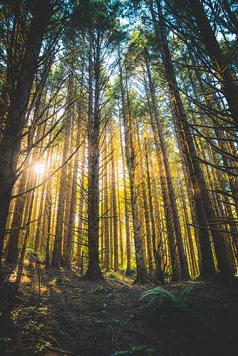 forest tall trees with ray of sunlight during daytime nature
