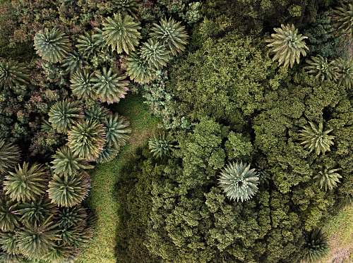 conifer top-view photography of green trees flora