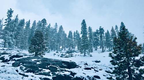 plant tree on snow fir