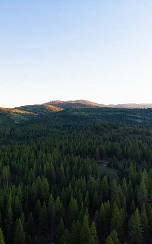 plant trees in forest abies