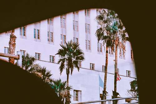 plant white concrete building during daytime palm tree
