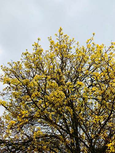 plant yellow leaf tree under blue sky during daytime tree trunk