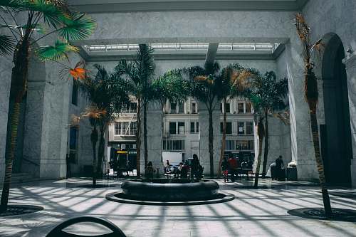pottery palm tree near concrete walls potted plant