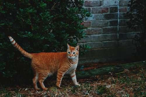pottery photo of orange tabby cat near plant potted plant