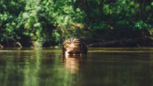 people animal submerge in body of water forrester road