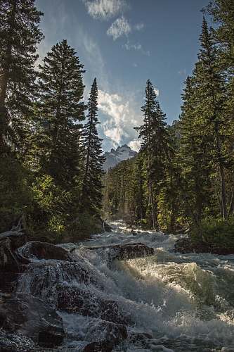 stream landscape photography of river with trees creek
