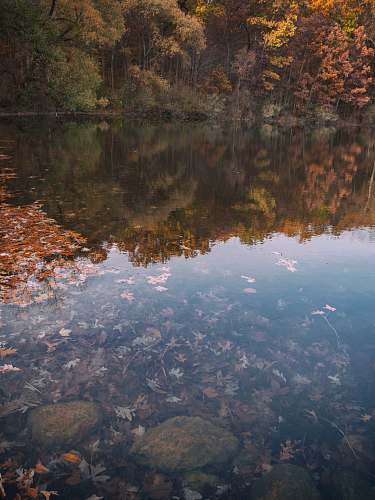 nature leaves in body of water reflecting treeline outdoors