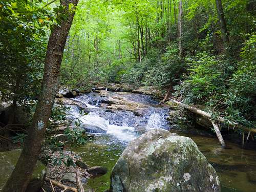 nature river and trees creek