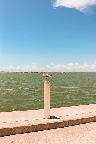 animal white and black bird near body of water during daytime bird