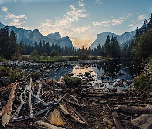 driftwood body of water abies