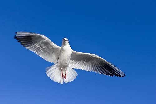  white and gray bird flying on top 