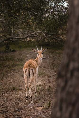 antelope  mammal