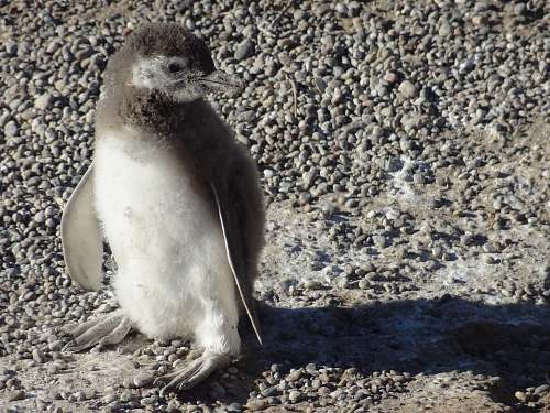 bird  penguin