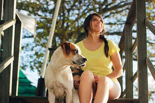 dog  pet