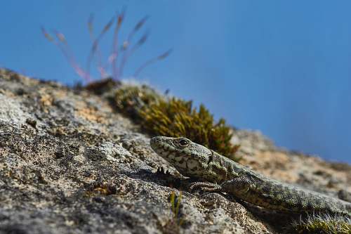 lizard  reptile