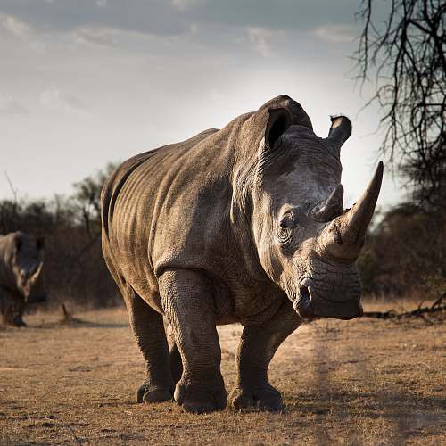 elephant adult rhinosaurus mammal