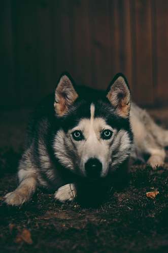 canine adult Siberian husky lying on the ground mammal