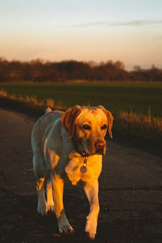 dog adult yellow Labrador retriever walking near green fields canine