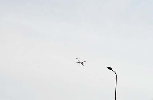 bird airplane in mid air black-and-white