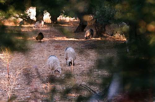 mammal animals on soil ground near trees sheep