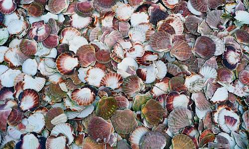invertebrate assorted-color clam shells clam