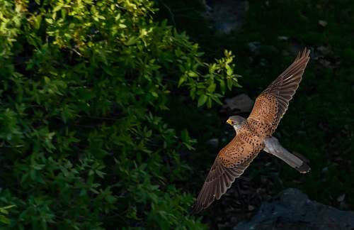 bird bald eagle on flight accipiter
