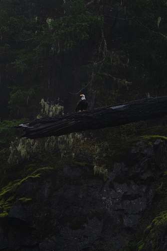 eagle bald eagle on log bird