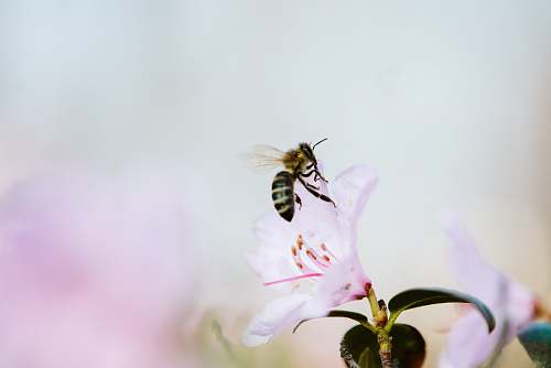 bee bee and white-petaled flower honey bee