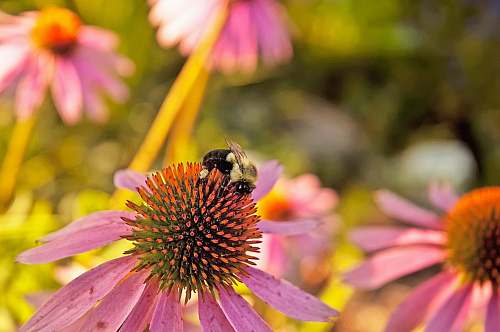apidae bee on flower bee
