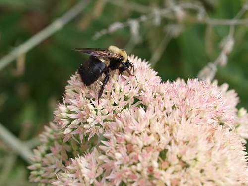 bee bee on flower honey bee