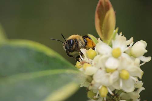 bee bee perch in white petaled flower insect